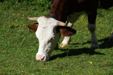 Zengin bir ot ile sonbaharda yüksek bir alpine mera üzerinde mutlu inekler