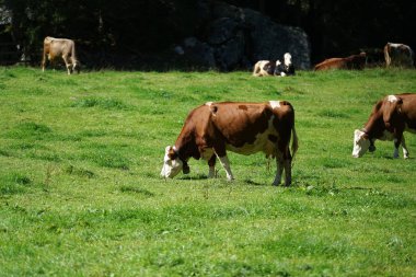 Zengin bir ot ile sonbaharda yüksek bir alpine mera üzerinde mutlu inekler