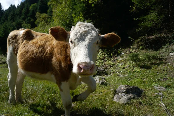 Vacas Felices Pasto Alpino Alto Otoño Con Una Hierba Rica — Foto de Stock