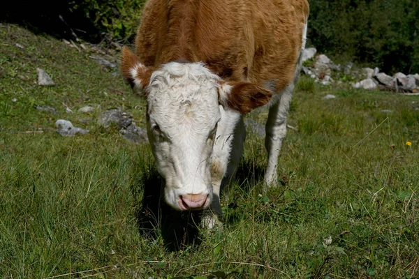 在高山牧场上有丰富的草 令人愉快的奶牛 — 图库照片