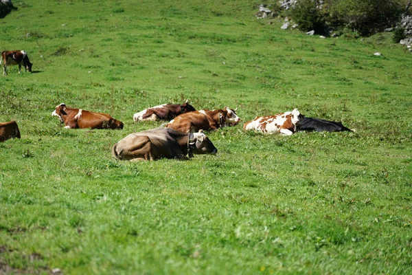 Vacas Felices Pasto Alpino Alto Otoño Con Una Hierba Rica — Foto de Stock