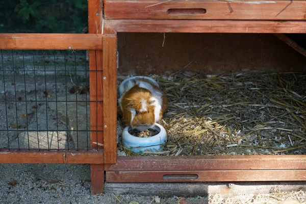 Egészséges Táplálkozás Tengerimalac Kifejezetten Németországban Tartott — Stock Fotó