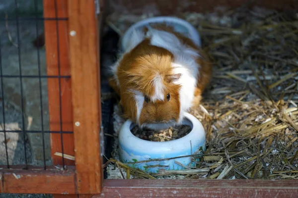 Egészséges Táplálkozás Tengerimalac Kifejezetten Németországban Tartott — Stock Fotó