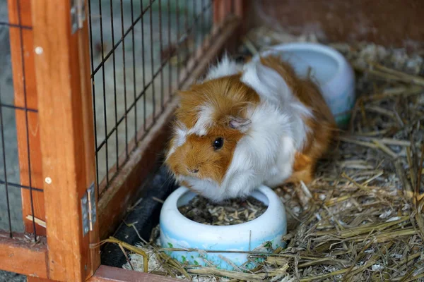 Egészséges Táplálkozás Tengerimalac Kifejezetten Németországban Tartott — Stock Fotó