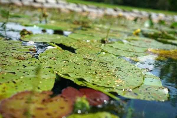 Trädgårdsdammar Imponerande Små Biotoper — Stockfoto