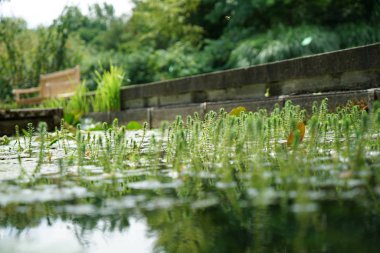 Gün batımından önce yol kenarında Almanya'da ayçiçeği