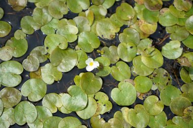 Bahçe havuzları etkileyici küçük Habitat vardır