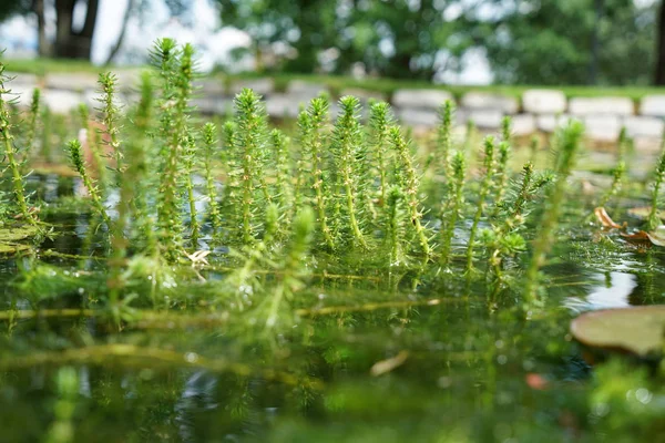 花园池塘是令人印象深刻的小群落生境 — 图库照片