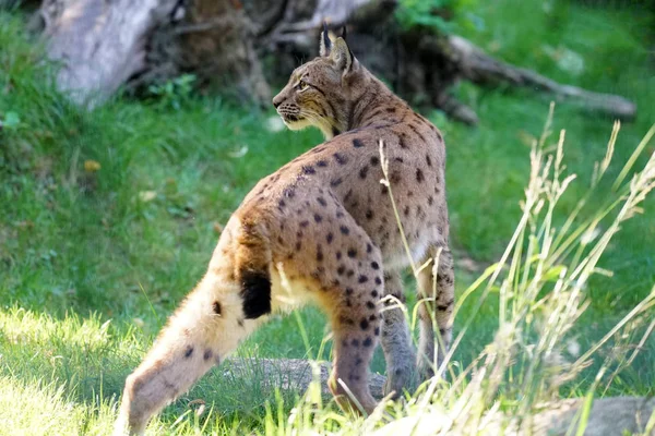 Lynxes Have Whiskered Beard Tips Ears Have Black Hairbrushes — Stock Photo, Image