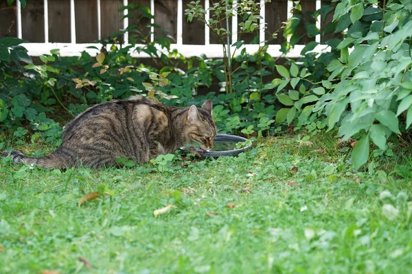 스트라이프 쇼트헤어 고양이 Birdbath에 마시는 — 스톡 사진