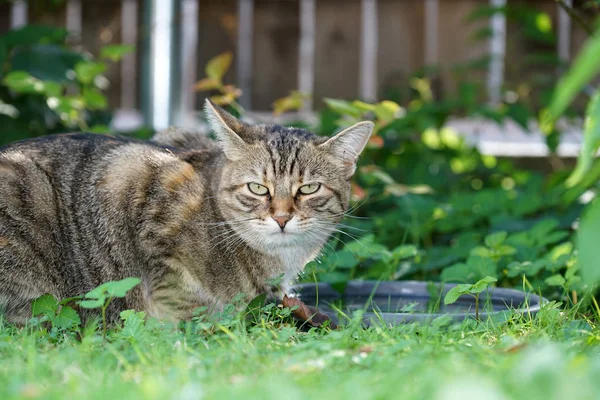 Fiatal Szürke Fehér Csíkos Közép Európai Rövidszőrű Macska Ivás Birdbath — Stock Fotó