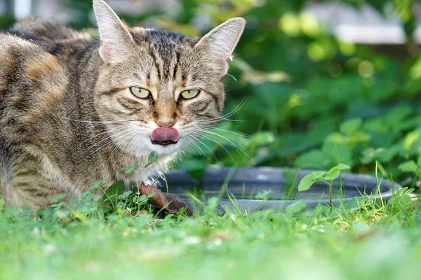 Jeune Chat Poil Court Europe Centrale Rayé Gris Blanc Buvant — Photo