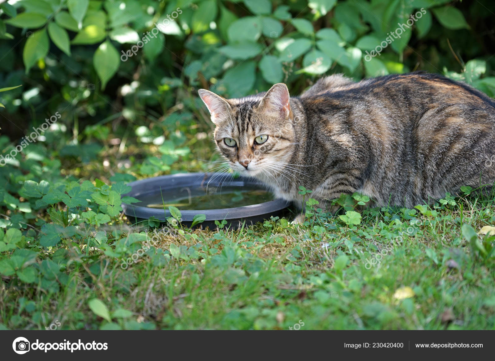 Jeune Chat Poil Court Europe Centrale Raye Gris Blanc Buvant Image Libre De Droit Par Helfei C