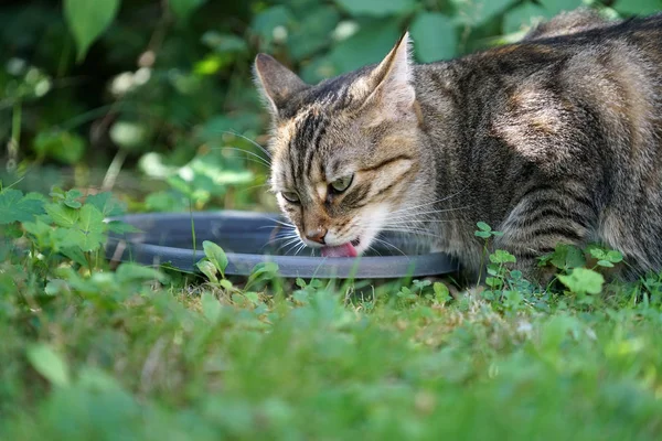 Fiatal Szürke Fehér Csíkos Közép Európai Rövidszőrű Macska Ivás Birdbath — Stock Fotó