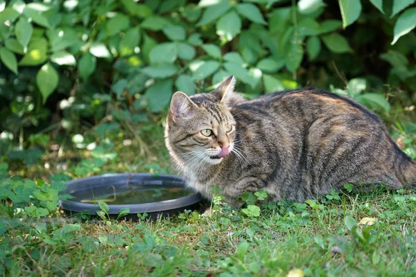스트라이프 쇼트헤어 고양이 Birdbath에 마시는 — 스톡 사진
