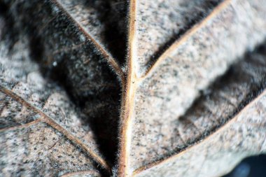 Yat, mantarlar, bakteriler ve akarlar tarafından yapraklar yeşillik çürümeye başlar 