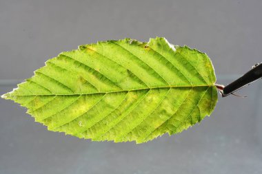 Yat, mantarlar, bakteriler ve akarlar tarafından yapraklar yeşillik çürümeye başlar 