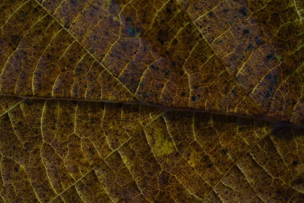 細菌やダニによって 地上には葉と葉の分解を開始します — ストック写真