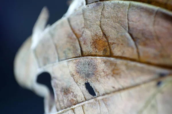 細菌やダニによって 地上には葉と葉の分解を開始します — ストック写真