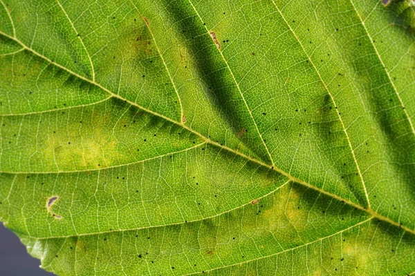 Decomposição Folhagem Começa Quando Folhas Estão Chão Por Fungos Bactérias — Fotografia de Stock