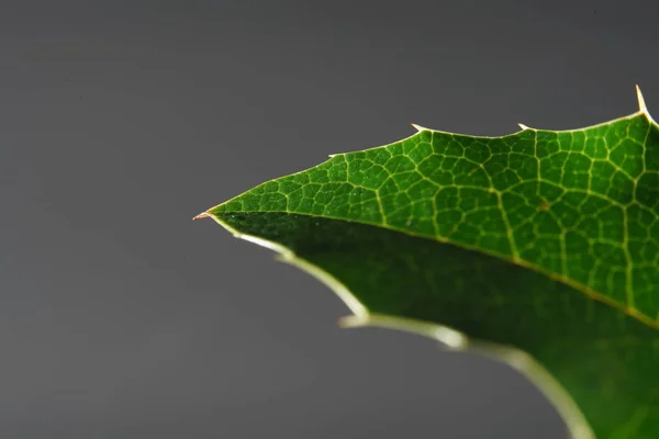 Yat Mantarlar Bakteriler Akarlar Tarafından Yapraklar Yeşillik Çürümeye Başlar — Stok fotoğraf