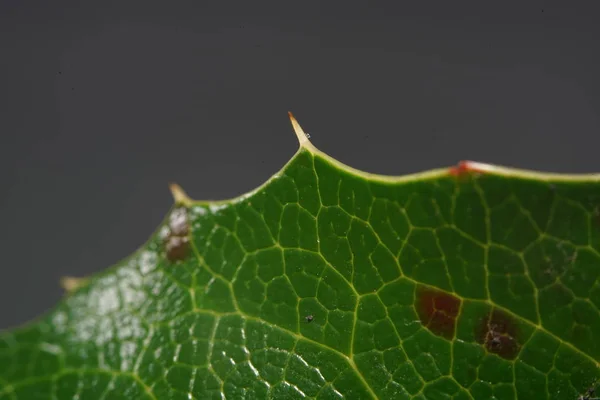 細菌やダニによって 地上には葉と葉の分解を開始します — ストック写真