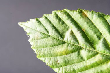 Sonbahar renkli ağaçtan düşmüş yaprakları makro lens ile çekildi.