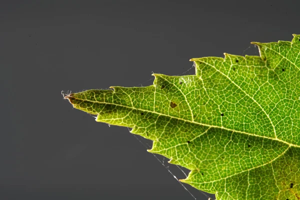 Hojas Colores Otoñales Caídas Del Árbol Fueron Fotografiadas Con Lente — Foto de Stock