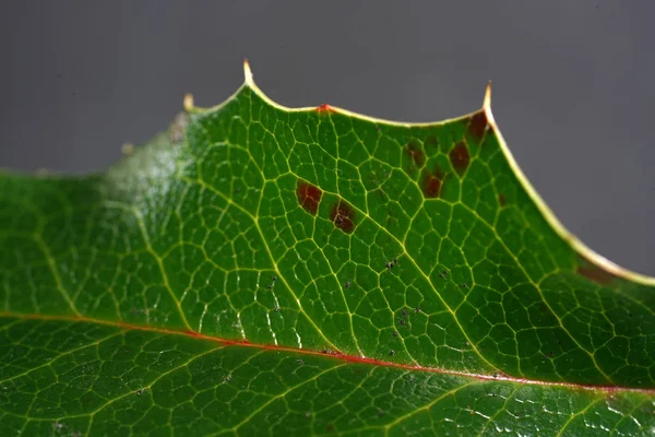 Sonbahar Renkli Ağaçtan Düşmüş Yaprakları Makro Lens Ile Çekildi — Stok fotoğraf