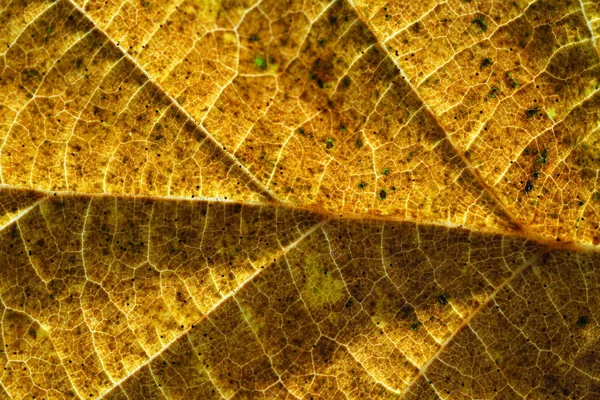 カラフルな秋の木から落ちた葉マクロレンズで撮影されました — ストック写真