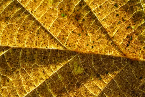 Hojas Colores Otoñales Caídas Del Árbol Fueron Fotografiadas Con Lente —  Fotos de Stock