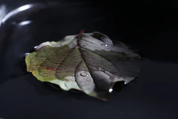 Autunno Foglie Colorate Cadute Dall Albero Sono State Fotografate Con — Foto Stock