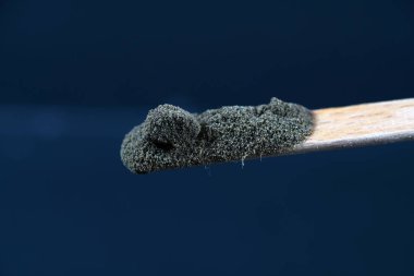 Studio fotoğraflandı makro lens ile kimya kitinden kimyasal toz