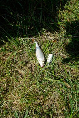 Tek balıkçılık için ihtiyacın olan eşyaları ve yerini keşfetmişler veya yapay sinek