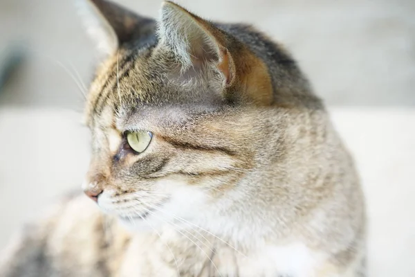 掃除と洗濯を新鮮な庭の灰色ヨーロピアンショートヘア猫 — ストック写真