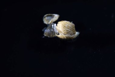 Bir çare olarak kekik zaten eski Yunanlılar tarafından adını Yunan dilinden geliyor bu yüzden kullanıldı.