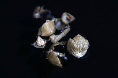 Bir çare olarak kekik zaten eski Yunanlılar tarafından adını Yunan dilinden geliyor bu yüzden kullanıldı.