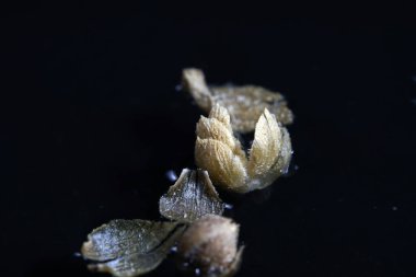 Bir çare olarak kekik zaten eski Yunanlılar tarafından adını Yunan dilinden geliyor bu yüzden kullanıldı.