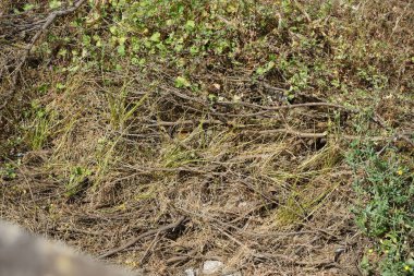 Vahşi kediler Güney Avrupa ülkeleri ve çoğunlukla Avrupa stenografi ağırlıklı olarak vahşi yerli kedilerde vardır 