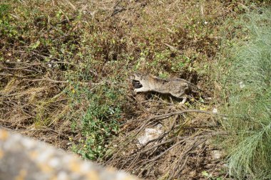Vahşi kediler Güney Avrupa ülkeleri ve çoğunlukla Avrupa stenografi ağırlıklı olarak vahşi yerli kedilerde vardır 