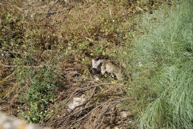 Vahşi kediler Güney Avrupa ülkeleri ve çoğunlukla Avrupa stenografi ağırlıklı olarak vahşi yerli kedilerde vardır 