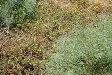 Vahşi kediler Güney Avrupa ülkeleri ve çoğunlukla Avrupa stenografi ağırlıklı olarak vahşi yerli kedilerde vardır 
