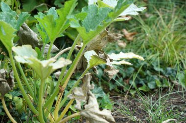 Yağış ve iklim değişikliği eksikliği yüksek sıcaklıklarda kuruluk ve kuraklığa yol açar 