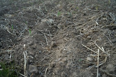 Yağış ve iklim değişikliği eksikliği yüksek sıcaklıklarda kuruluk ve kuraklığa yol açar 