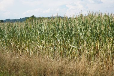 Yağış ve iklim değişikliği eksikliği yüksek sıcaklıklarda kuruluk ve kuraklığa yol açar 