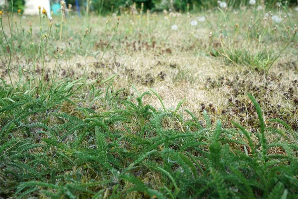 Brak Opadów Zmiana Klimatu Prowadzą Suchości Suszy Wysokich Temperaturach — Zdjęcie stockowe