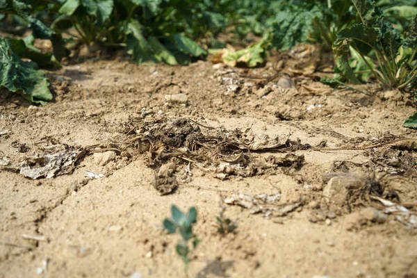 Falta Precipitação Alterações Climáticas Levam Secura Seca Altas Temperaturas — Fotografia de Stock