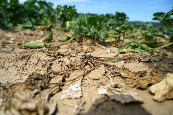 Niederschlagsmangel Und Klimawandel Führen Trockenheit Und Trockenheit Bei Hohen Temperaturen — Stockfoto