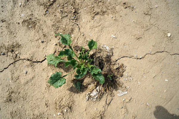 Falta Precipitação Alterações Climáticas Levam Secura Seca Altas Temperaturas — Fotografia de Stock