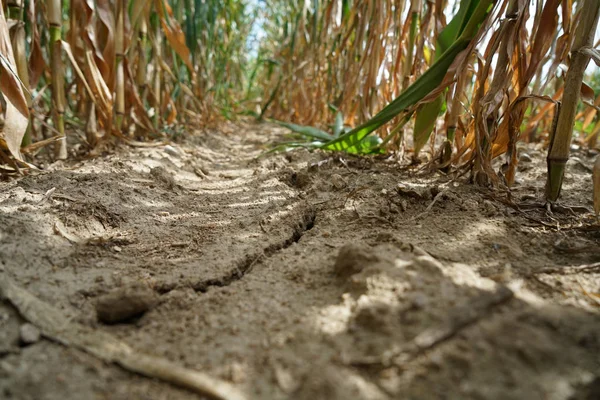 Falta Precipitação Alterações Climáticas Levam Secura Seca Altas Temperaturas — Fotografia de Stock